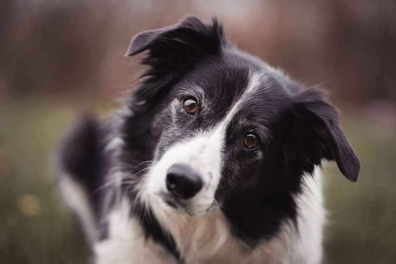 Border Collie Service Dog Everything You Need to Know Pettable